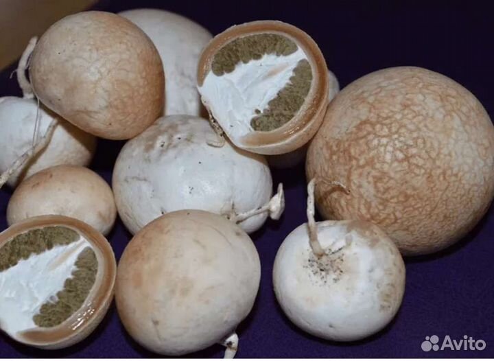 Гриб веселка