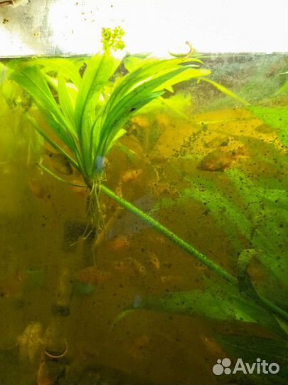Аквариумное растение