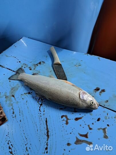 Малек форели