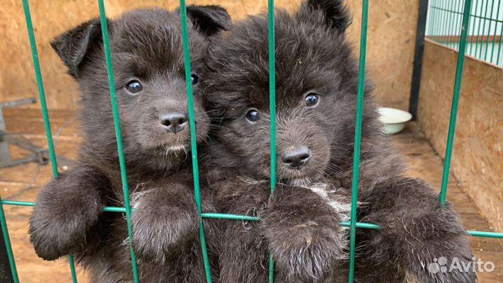 Щенки Кеесхонда