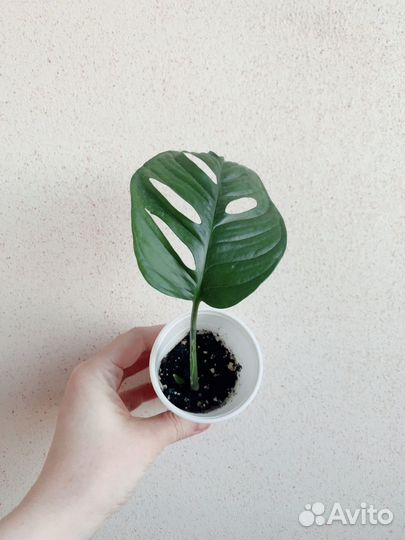 Монстера манки