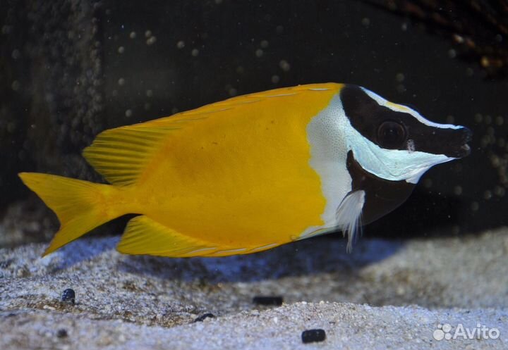 Рыбка Лисица желтая