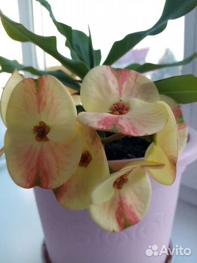 Комнатный цветок