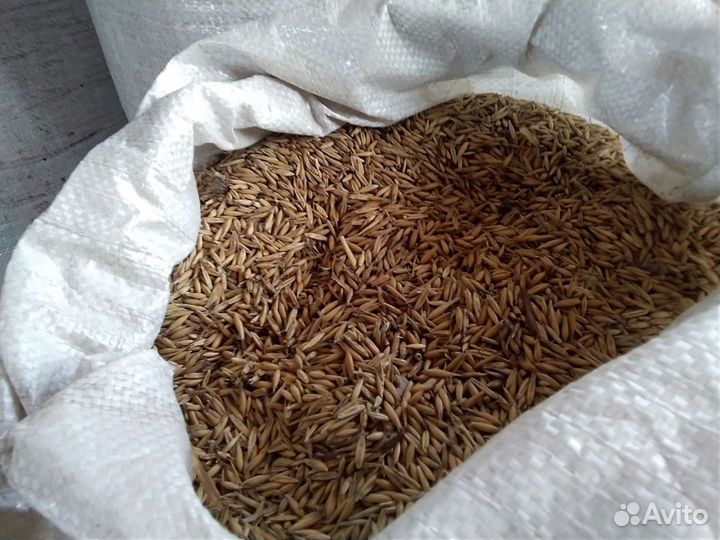 Пшеница овес ячмень