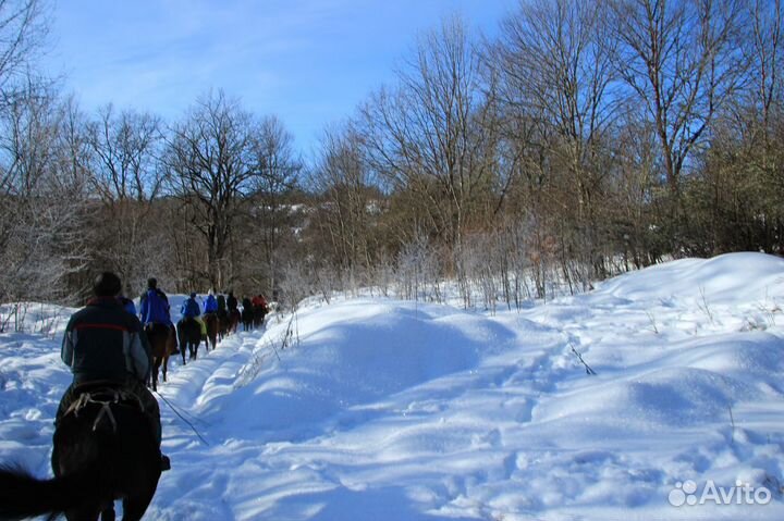 Конные прогулки