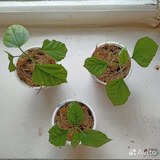 Гибискус, китайская роза