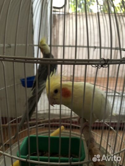Попугай корелла с клеткой