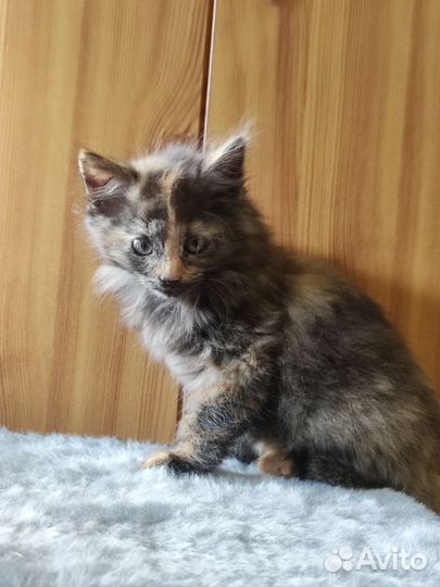 Кошка в дар бесплатно