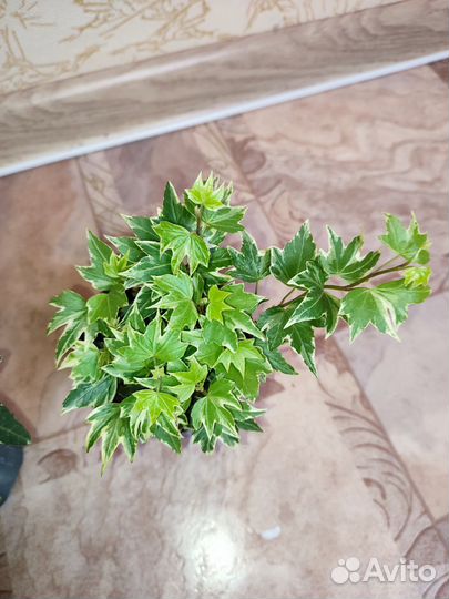 Хедера плющ