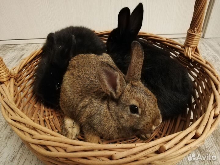 Декоративные кролики