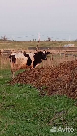 Корова молочная