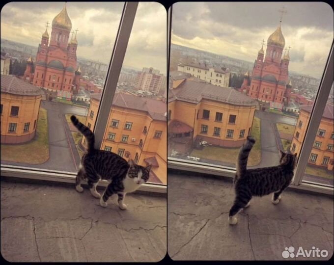 Кошки в добрые руки