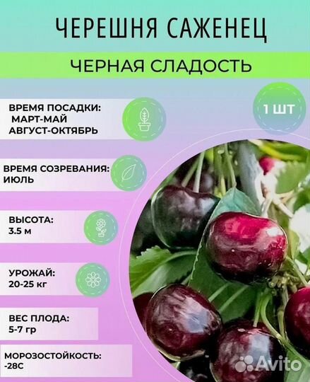 Растения для сада