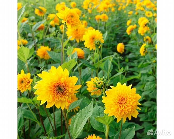 Подсолнечник клубненосный Loddon Gold