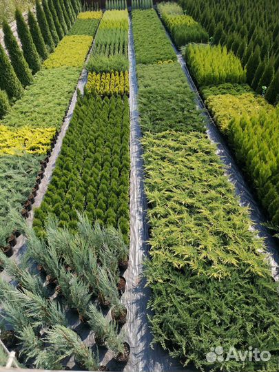Туя можжевельник самшит сосна