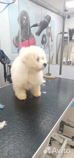 Стрижка собак и кошек. Выездной грумер