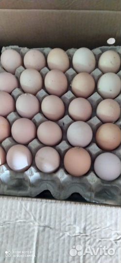 Яйцо инкубационное бройлер арбор айкрес (кобб-700)