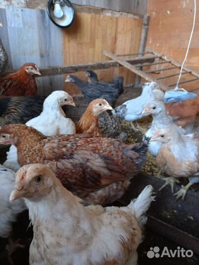 Цыплята,Курочки молодки