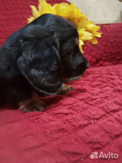 Щенки таксы бесплатно в добрые руки