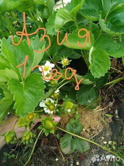 Клубника Чёрный принц, Азия саженцы