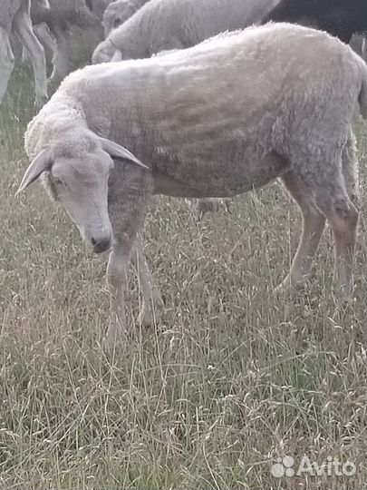 Овцы бараны
