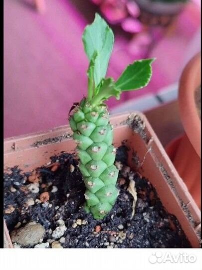 Суккуленты