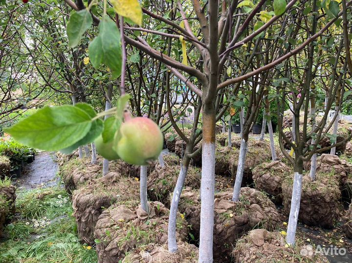 Саженцы: черешня, вишня, груша, яблоня, слива