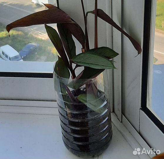 Ктенанта