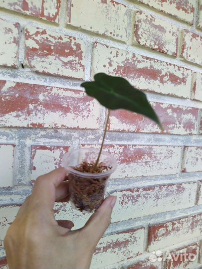 Алоказия sanderiana Nobilis