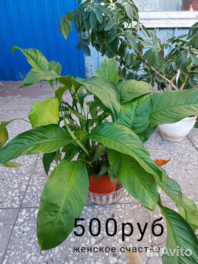 Спатифиллум