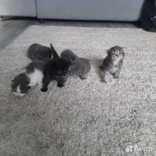 Сибирская кошка