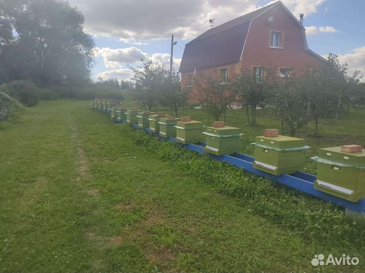 Мёд - мед цветочный с собственной пасеки 2024г