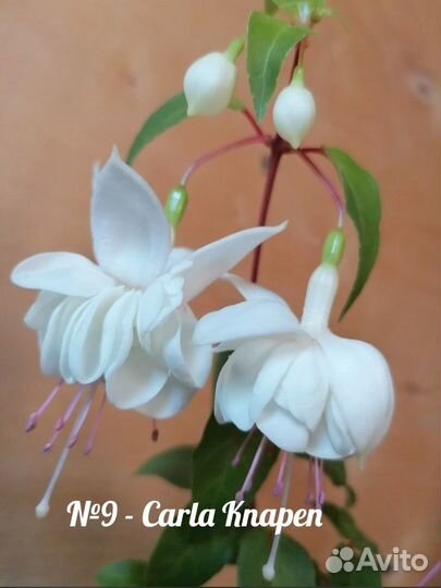 Фуксии сортовые махровые (часть 1)