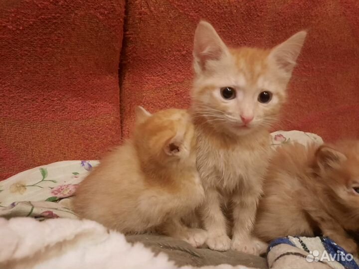 Отдам котят