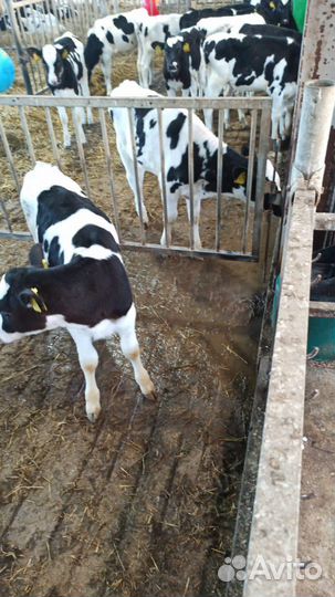 Телята бычки мясные