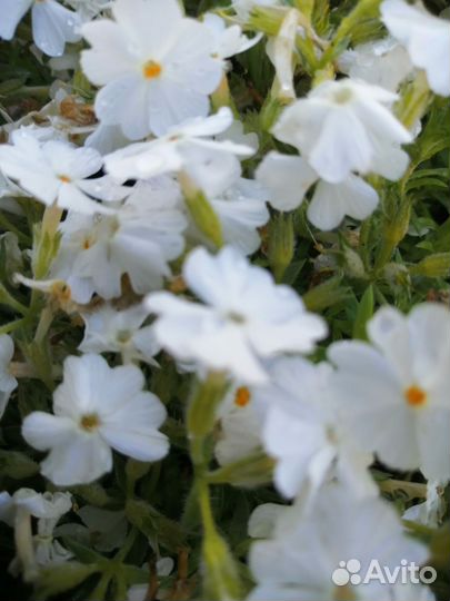 Шиловидные флоксы и камнеломки