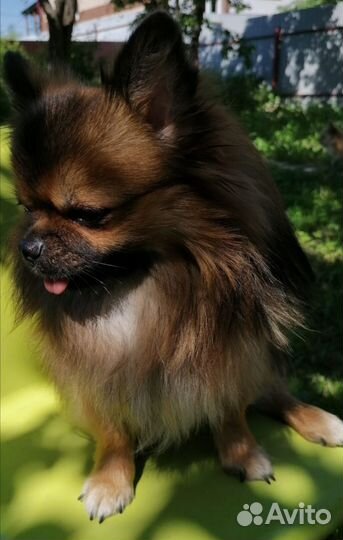 Мини шпиц вязка