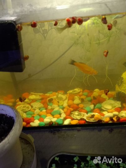 Аквариум