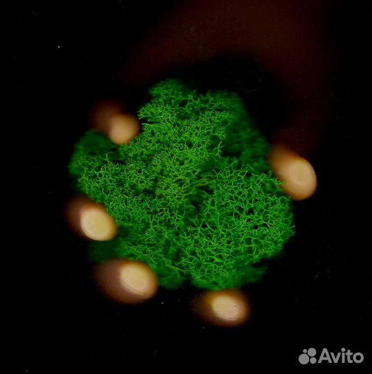 Мох для дизайна, 500г, цвет Лесной Зеленый