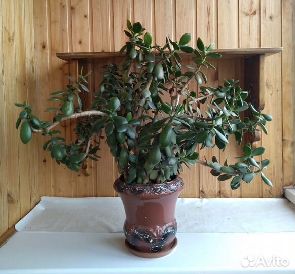 Растения для дома и офиса. Денежное дерево