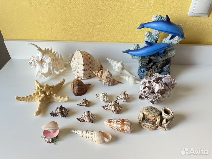 Морские ракушки и кораллы