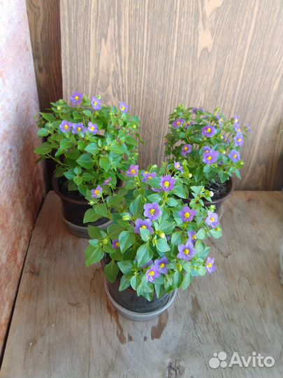 Экзакум (Персидская фиалка)