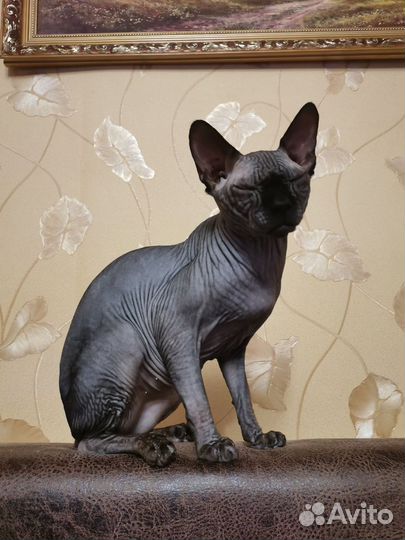 Канадский сфинкс