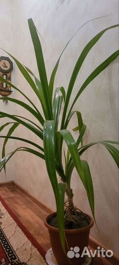 Пальма панданус