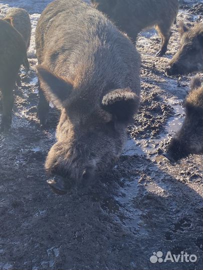 Дикий кабан