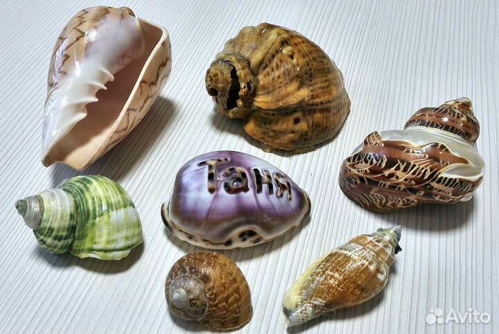 Морская Ракушка Раковина Рапан Стромбус Ципрея