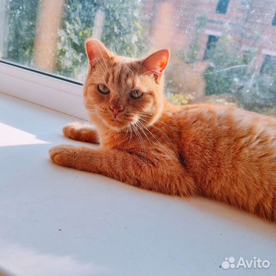 Кошечка 1 год в добрые руки