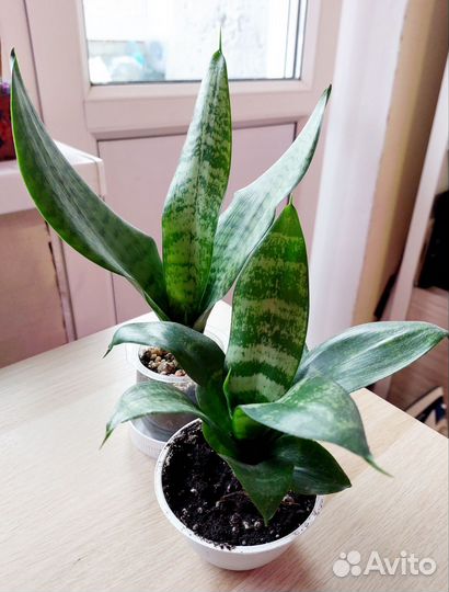 Сансевиерия трехполосная