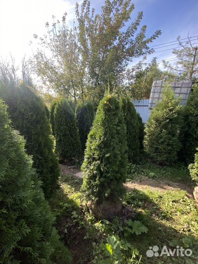 Саженцы Туи смарагд 220 см