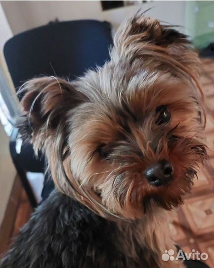 Йоркширский терьер мини девочка